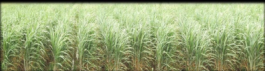 Sugarcane Production Year Product (MT) Import (MT) Export (MT) 2001 200,022 33,213 Total Sown Acres: Average Yield: 0.18 million ha 6.