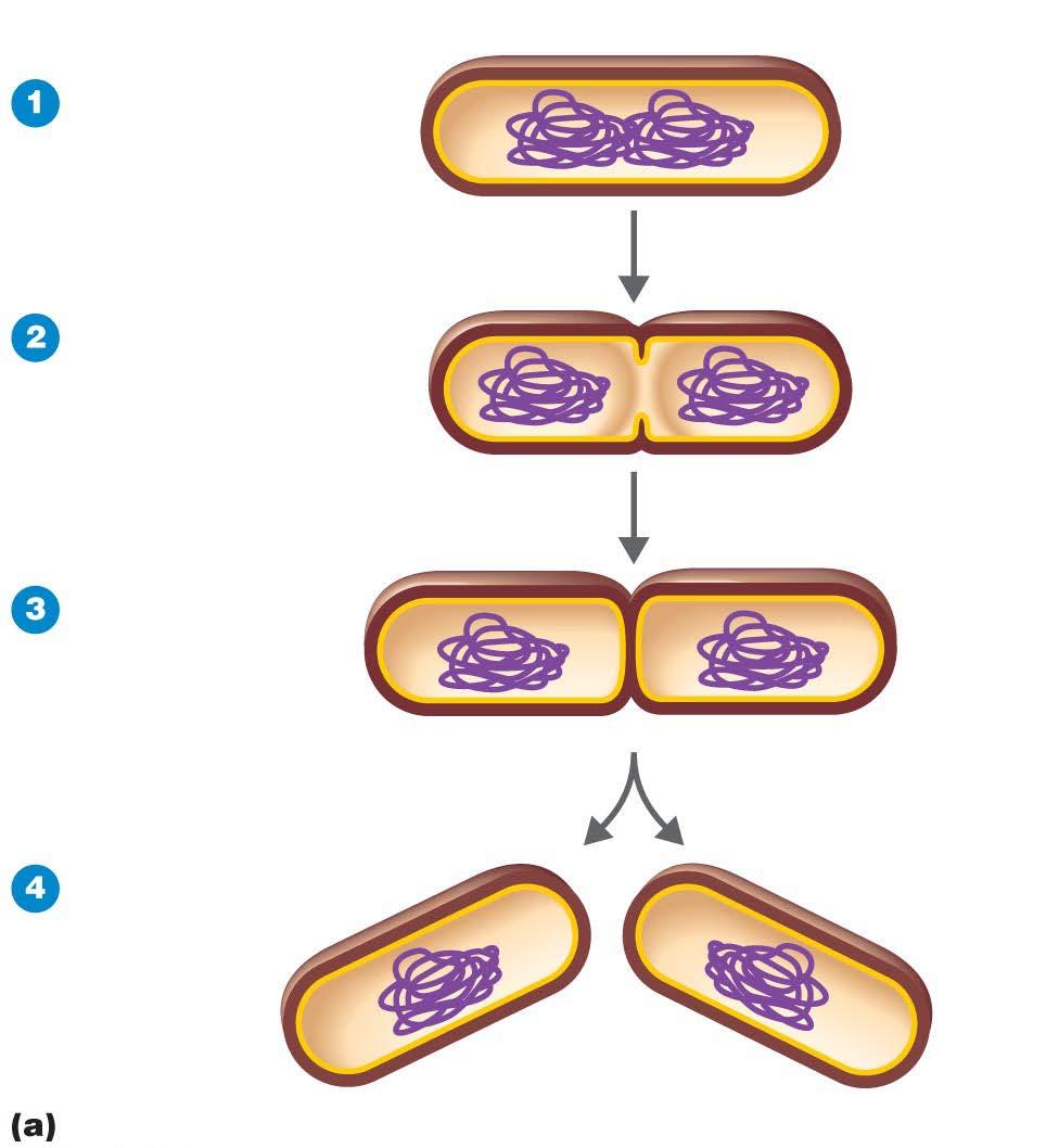 Figure 6.12a Binary fission in bacteria. Cell elongates and DNA is replicated.