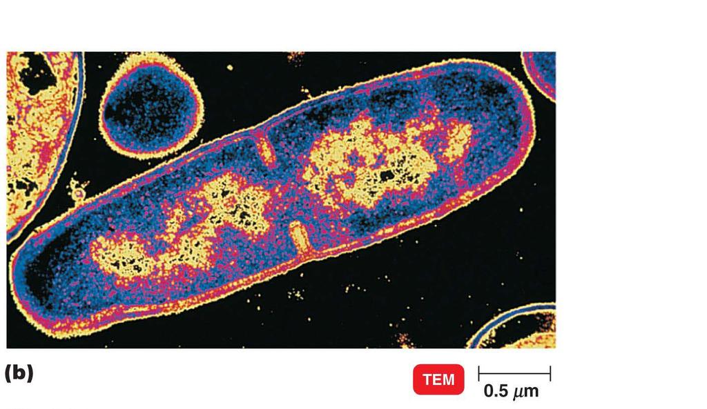 Figure 6.12b Binary fission in bacteria.