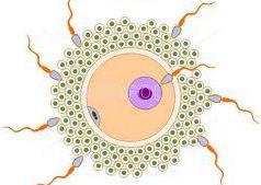 Only 1 sperm can fertilise an egg cell.