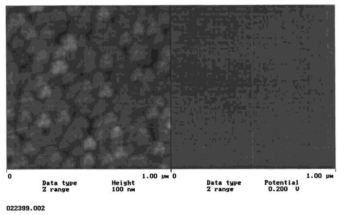 Figure 3. AFM image of MgZn 2 thin film, showing surface topography and Volta potential maps. The surface roughness is 5 nm and the Volta potential is 1400 mv vs. a Ni reference.