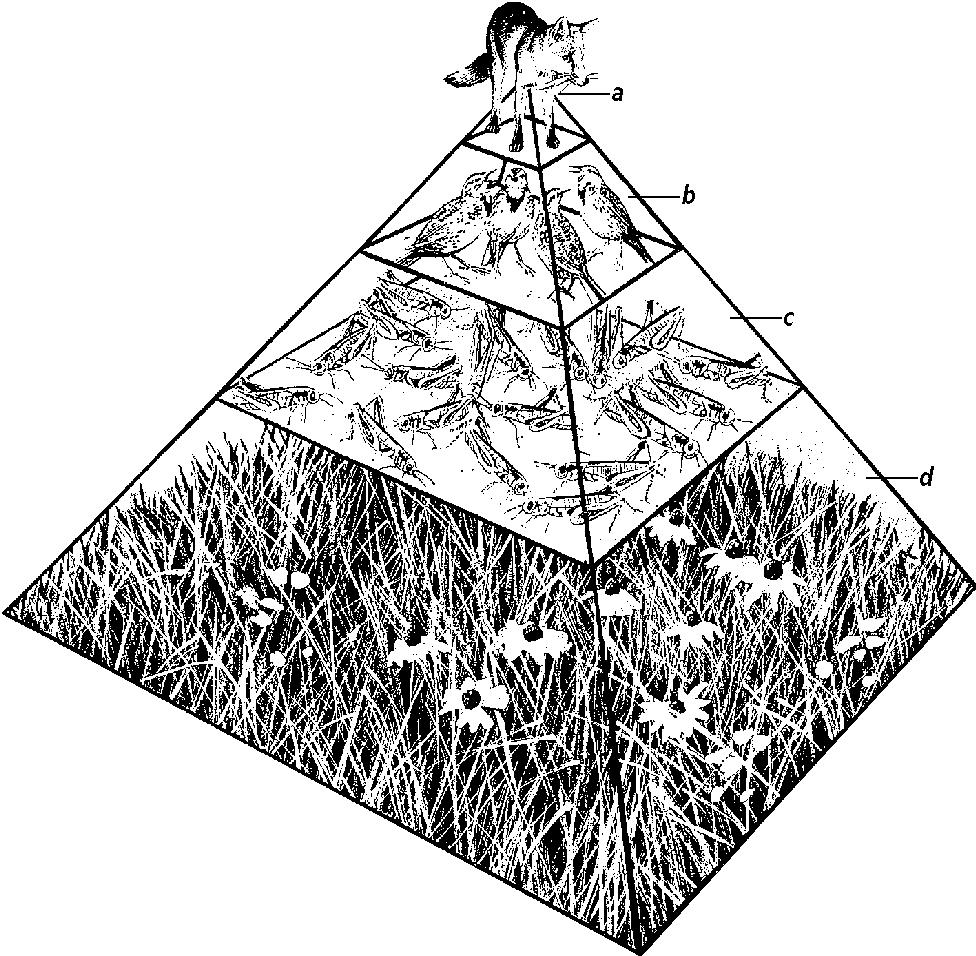Figure 2-3 16. In the energy pyramid shown in Figure 2-3, which level has the largest number of organisms? a. fox c. grasshoppers b. birds d. grass 17.