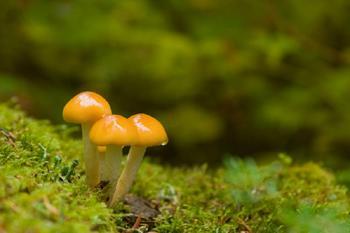 DECOMPOSERS: Also known as DETRITIVORES or SAPROBES Organisms that get their