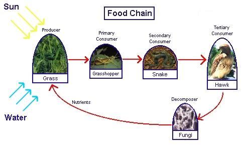 FOOD CHAIN... Why do food chains usually only go up as high as the third order, or tertiary consumer?