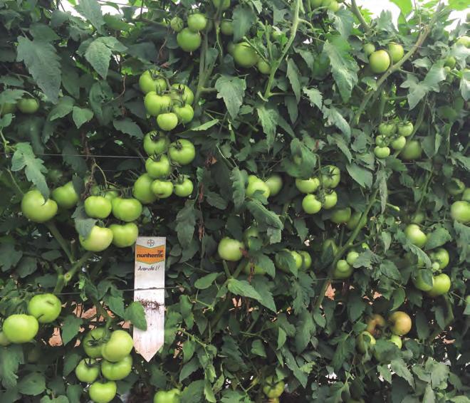 Tomato Fresh Single Gourmet Arendell F1 High yield potential and no pruning required during trellising in open field, resulting in maximum grower profit.
