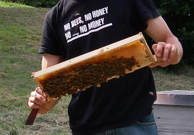 Profit and living for professional beekeepers
