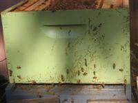 Parasitic mites Varroa Tracheal Queen failure Diseases Honey Bee