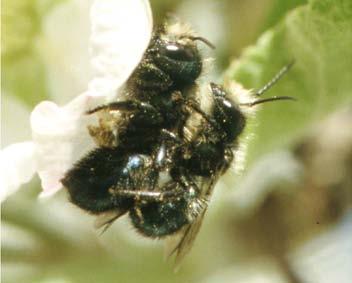 Comparison of Social Systems Blue Orchard Bee (solitary) Live less than a year. Active for a brief period.