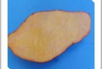 INTRODUCTION Sweet potato (Ipomoea batatas (Convolvulaceae)