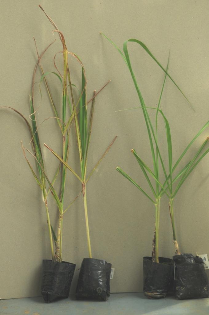 trial carried out Cuttings issued from transgenic lines