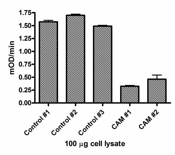As shown in the right column, the rho0 cells showed no/little complex I activity. Rat cardiomyocytes treated with 40 μm chloramphenicol (CAM) for 5 days.