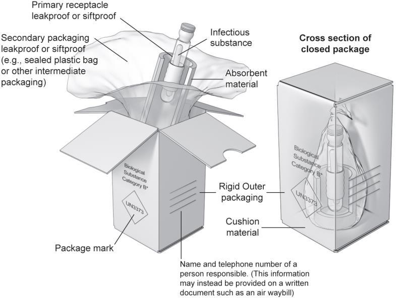 The diagram below, from the CDC/NIH Guidelines, 5 th edition, shows an example of the UN standard triple packaging system for materials known or suspected of being a Category B infectious substance.
