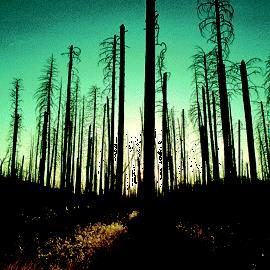 Some forests are dying