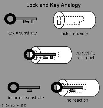 Fischer s experiment Hermann Emil Fischer 1894 An enzyme and a substrate have to fit each other like a lock and key in order to exert chemical effect on