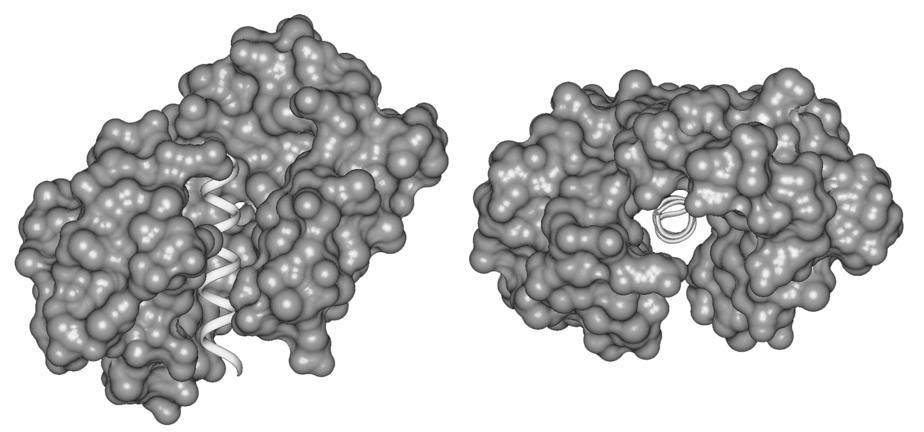 conformational change of calmodulin upon binding may be