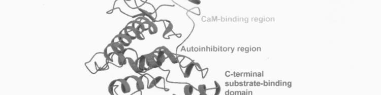 autoinhibitory helix and pulls it away this