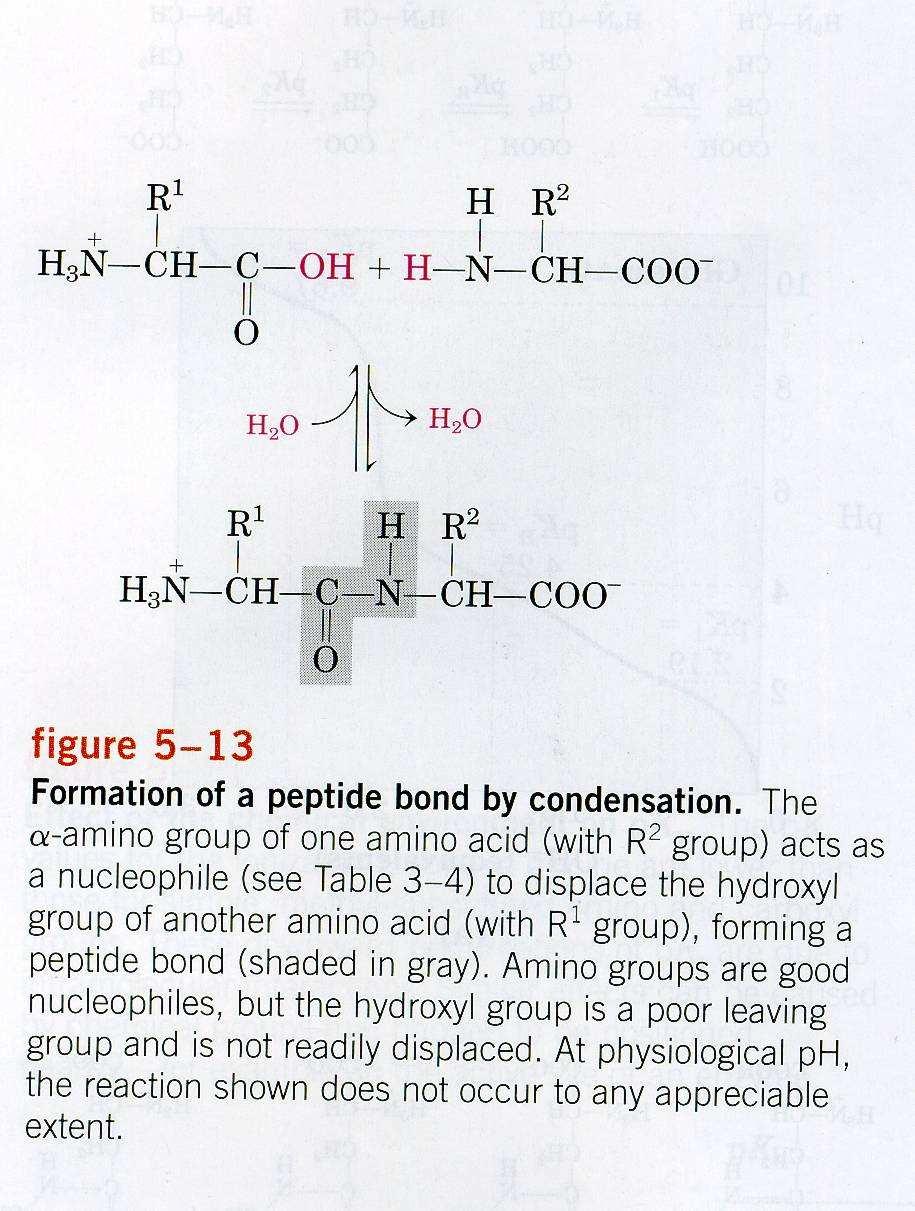 Amino acid: Twenty amino acids: (Amino group) (Carboxyl group) COO (Alpha carbon) OH H3N (Side