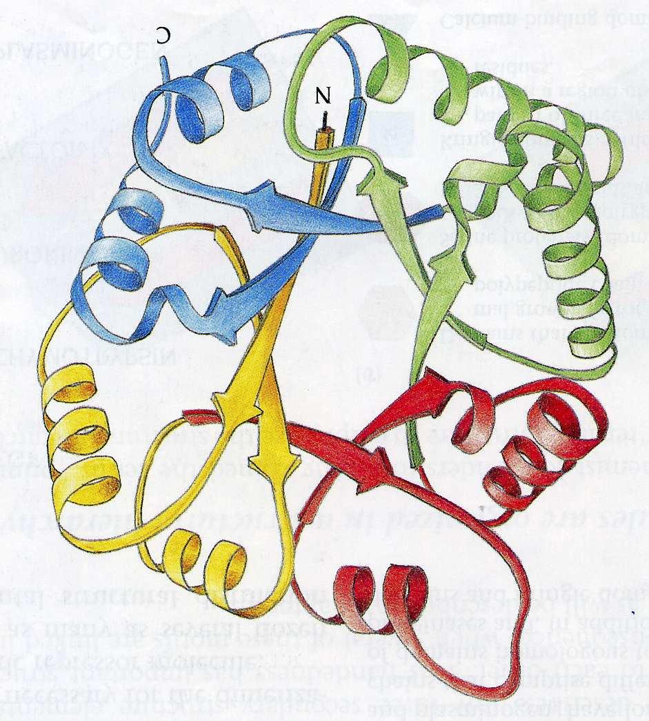 structure (2 nd edition) Carl Branden, John Tooze Introduction to protein