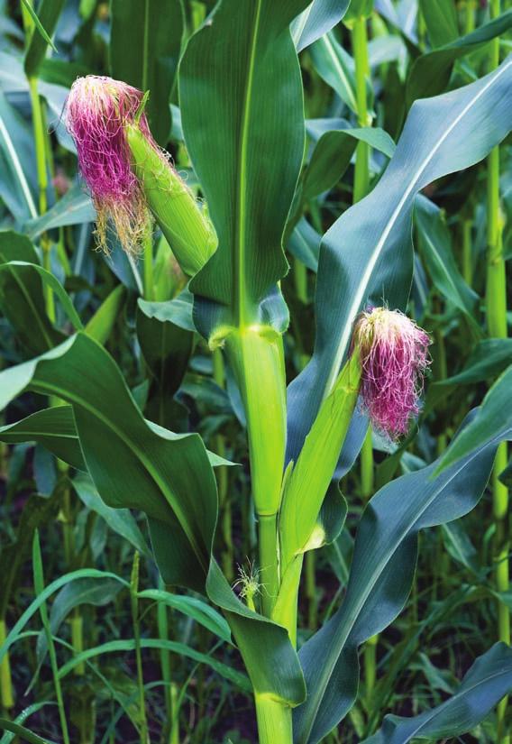 In another study conducted in Spain, cross-fertilization between Bt and conventional maize in two regions was found to be determined by synchronicity of flowering time and the distances between the