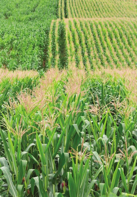 pollen source was planted in the middle of a recipient field (2) a block of pollen source was separated from the recipient maize by fallow soil and/or maize buffer zones of different shape and