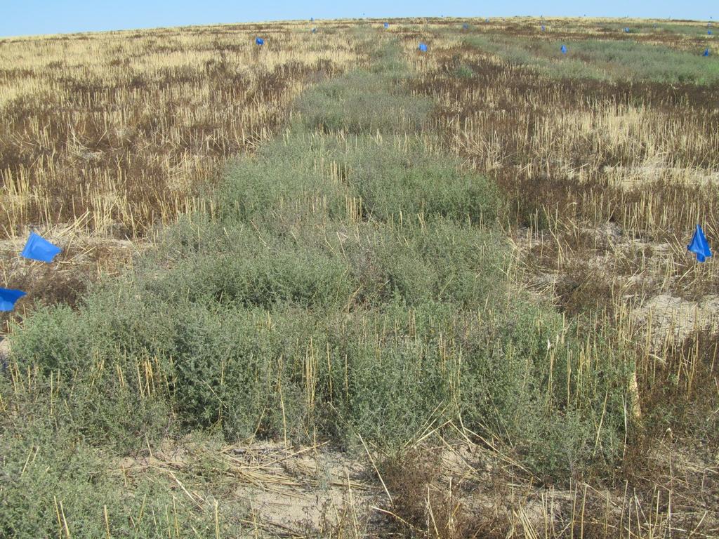 Post-Harvest Russian-thistle Control Lind, WA Two application times Dawn Air temp.