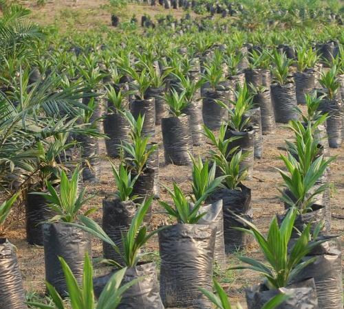 GROW Liberia: Oil Palm» Working with the National Bureau of Concessions to create an outgrower scheme operational model and financial plan» Concession-holders commence outgrower farm establishment»