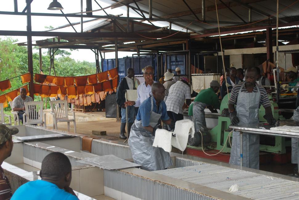 GROW Liberia: Rubber» Establishment of learning centres to train smallholder farmers in Ribbed Smoked Sheets (RSS) production» Creation of an