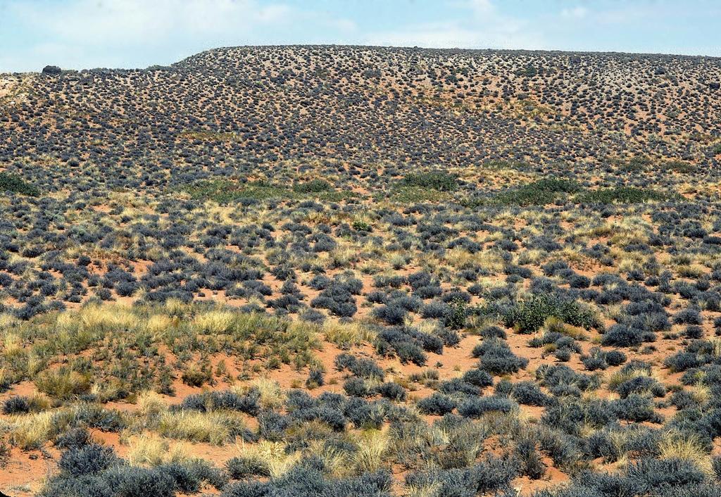 Burr Desert