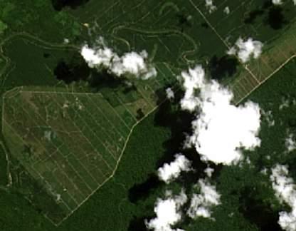 Example palm oil: GRAS can clearly identify replanting
