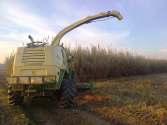 Arundo donax Perennial crop (> 10 years) High yield (20-40 TON ha) Fully mechanized supply chain Optimal for farm