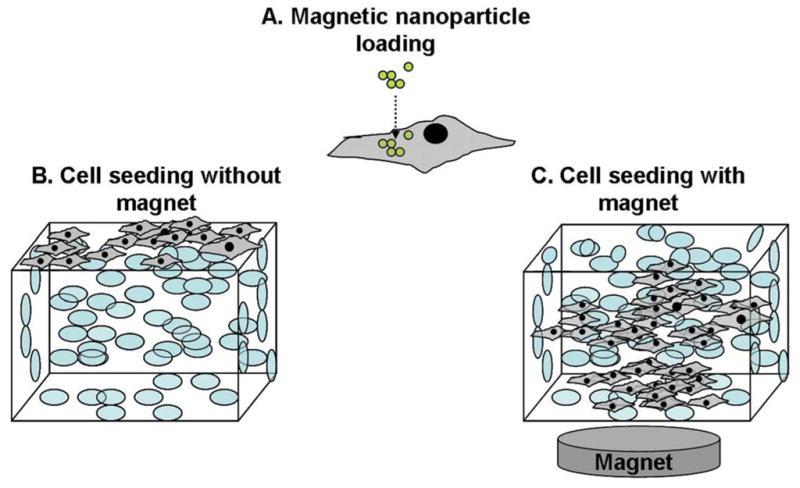 3B: Cell seeding via electromagnetic tweezers In order to control the magnetically labeled cells, electromagnetic tweezers will be used.