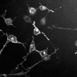 (B) Confocal fluorescence image of the EGFP in NIH3T3 cells.