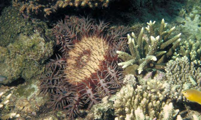 Commonwealth of Australia (GBRMPA) Crown-of-thorns starfish, amongst hard Acropora corals Mortality rates & prospects for recovery In the northern third of the Great Barrier Reef, the median loss of