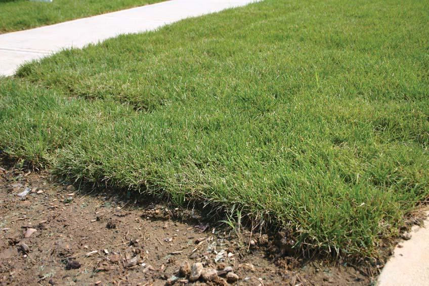 7.11 Sodding Description Sodding utilizes rolls or mats of turf grass to provide immediate stabilization to bare soils.