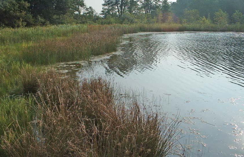 2.4 Wetland Setback Description Wetland Setbacks are areas retained around existing or created wetlands in order to protect the natural functions of the wetland.
