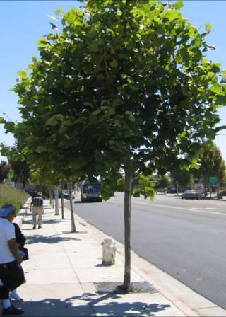 L-4: Interception Trees Description Interception trees are used in residential and commercial settings to reduce stormwater runoff volume.