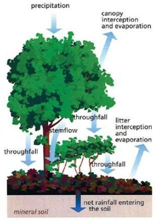 Tree canopies that project over impervious areas provide the greatest volume retention benefit.