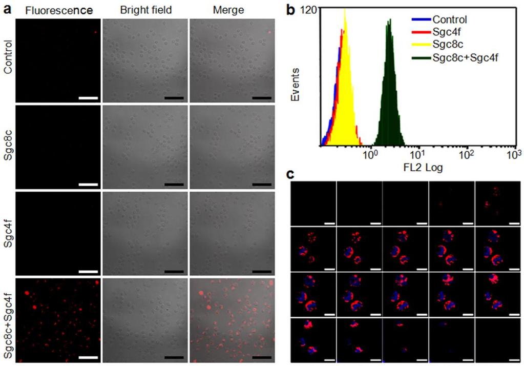 Supplementary Figure 4 Feasibility of double locks system controlled sirna delivery. (a) Confocal fluorescence microscopy images of CEM cells incubated with 100 nm Cy3-siRNA-ONV.