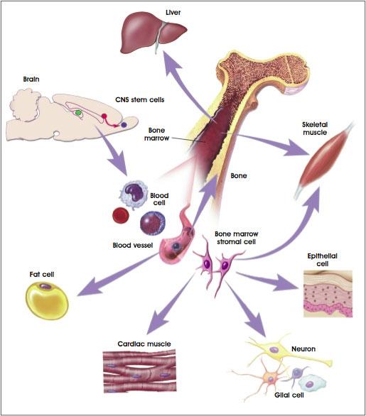 Mesenchymal Stem Cells Mesenchymal stem cells (MSCs) are multi-potential, and can generally differentiate into bone, cartilage, muscle, and fat cells (Figure 4).