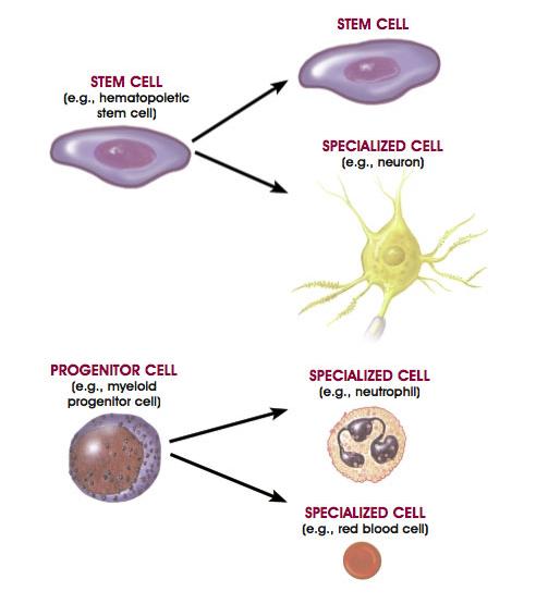 Chapter 1: Stem Cell Types and Sources Christopher Smith The human body is comprised of many different cell types, which range from ordinary skin cells, to nerve cells in the brain.