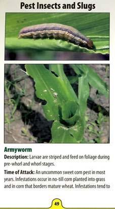 common sweet corn pests and problems (see