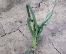 Correctly identify these 5 pest problems found in sweet corn. Email your answers to Bob Precheur: precheur.1@osu.