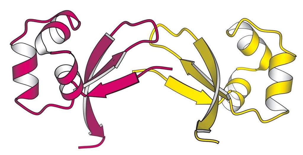 Dimer Cro protein of bacteriophage