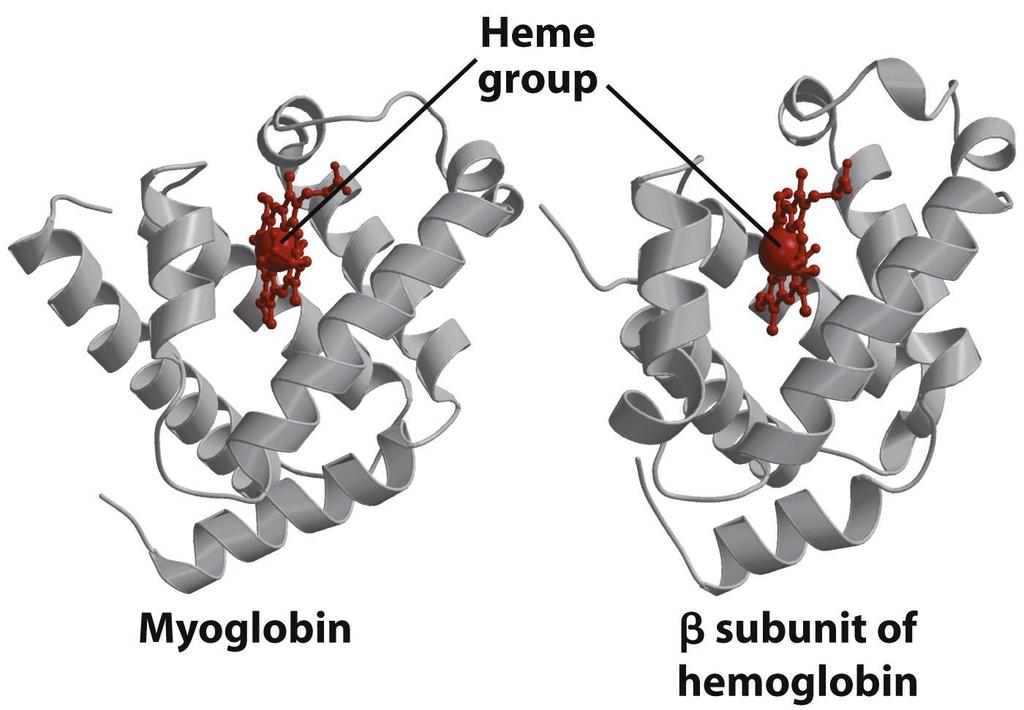Hemoglobin Hemoglobin is a tetramer of two different