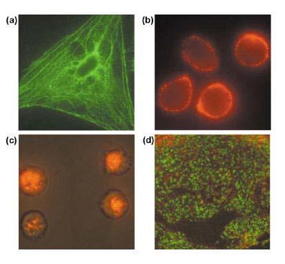 In vivo Cancer Imaging 26 Cellular Imaging Fluorescence staining of cells and tissue. (a). Actin staining of 3T3 fibroblast cells. (b).