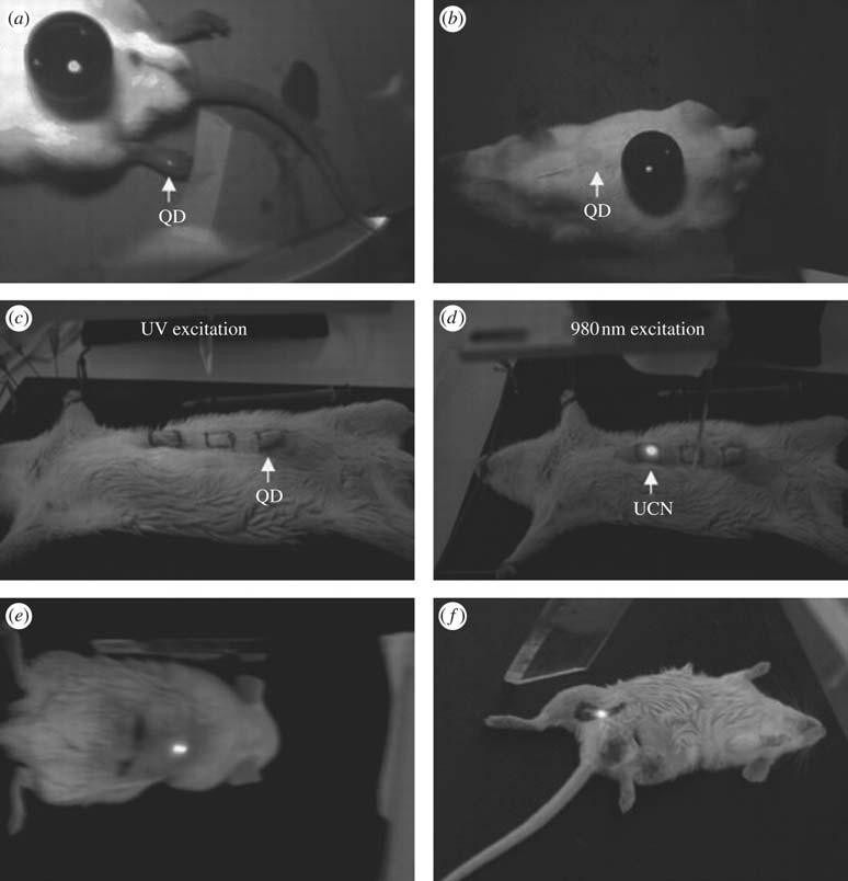 In vivo imaging of rat: QDs injected into translucent skin of (a) foot show fluorescence, but not through thicker skin of (b) back or (c) abdomen; PEI/NaYF4:Yb,Er NPs