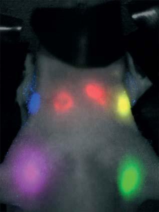 In vivo fluorescence imaging 7 Detects fluorescence emission from fluorophores in whole-body living small animals.