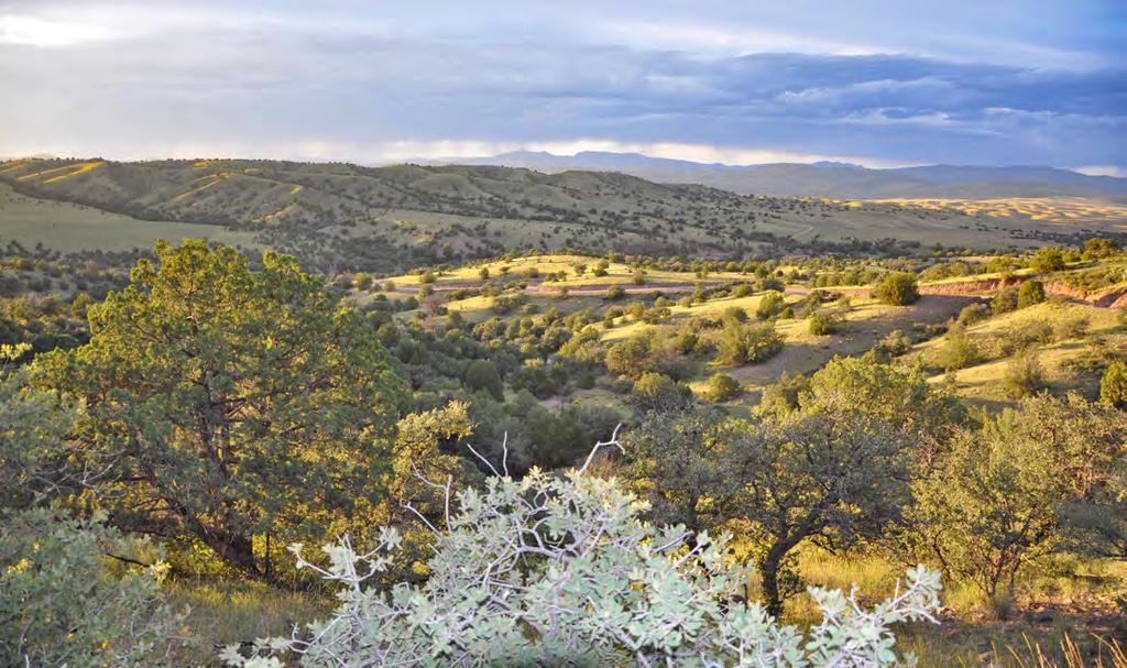 Sawmill Creek Ranch Mule Creek, New Mexico Representing Western