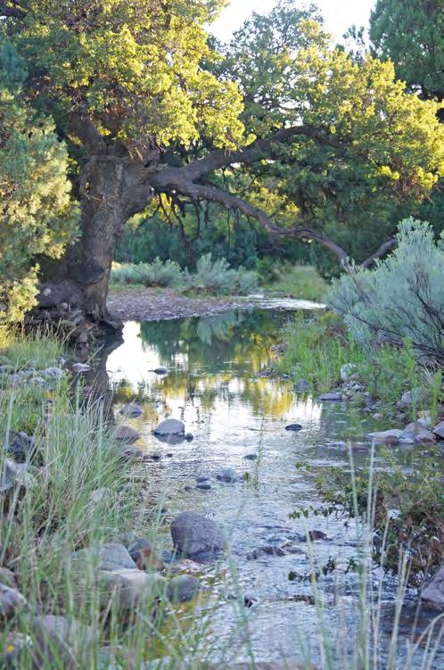 Sawmill Creek Ranch is located in Unit 23 which contains the Burro Mountains, a desired area for coues and mule deer hunting.