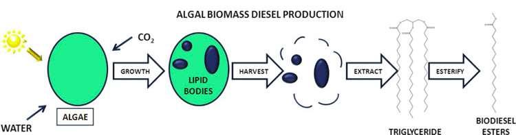 Energy from Algae *Incineration of algal biomass into various fuels including production of methane and ethanol. *The U.S.